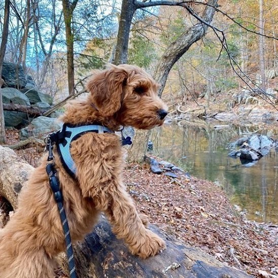 Cute wavy coat puppy walking on a nature trail by a creek.