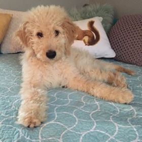 Cute golden wavy puppy laying on a blue bed with decorative pillows behind him.