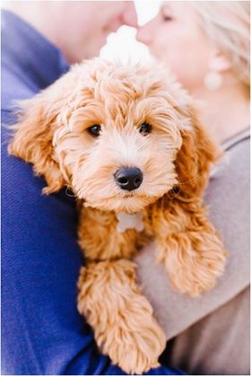 Cute wavy coat puppy being held by a man and woman for family photos.