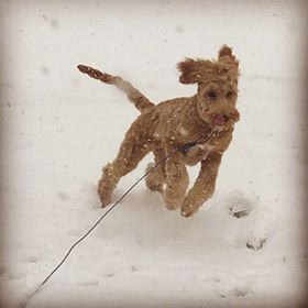 Medium sized wavy coat dog jumping around in the snow on a leash.