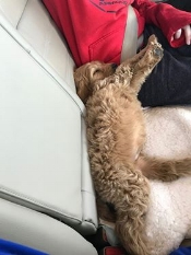 Tiny fluffy puppy asleep in the back seat of a car next to someone wearing a red sweatshirt.