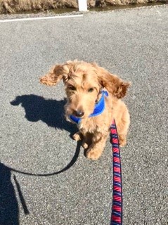 Wavy golen coat dog on a walk on pavement wearing a blue harness.