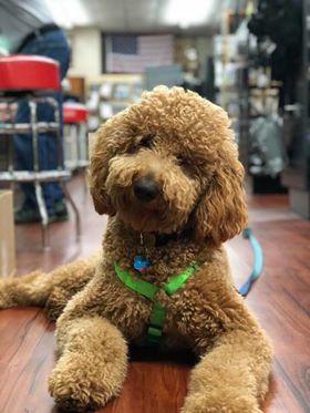 Curious wavy coat medium sized dog laying down wearing a green harness