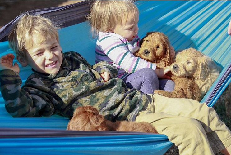Three golden colored puppies snuggling with two small children in a blue hammock.