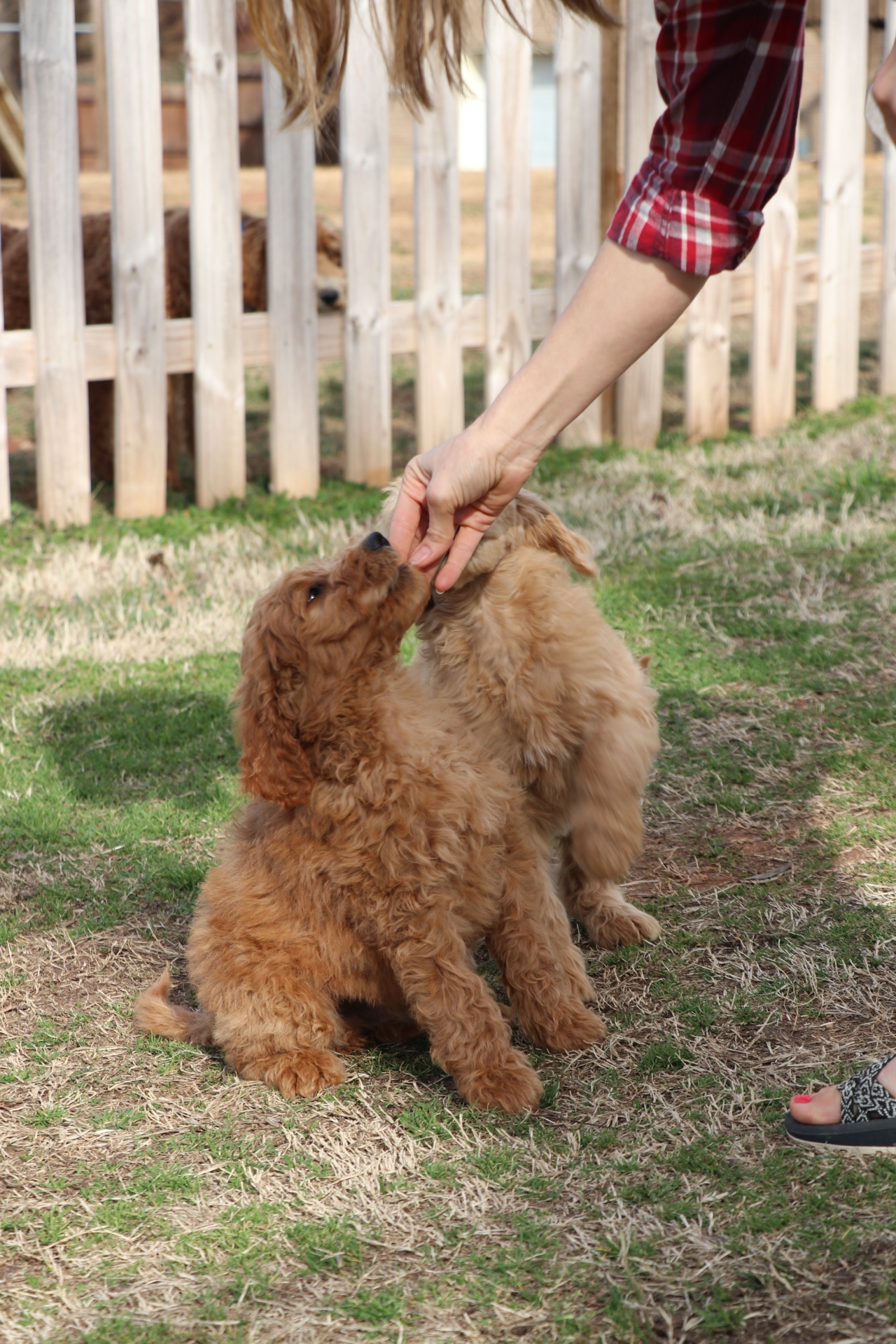 Golden colored puppy eating a treat from the hand of a trainer wearing a red flannel shirt.