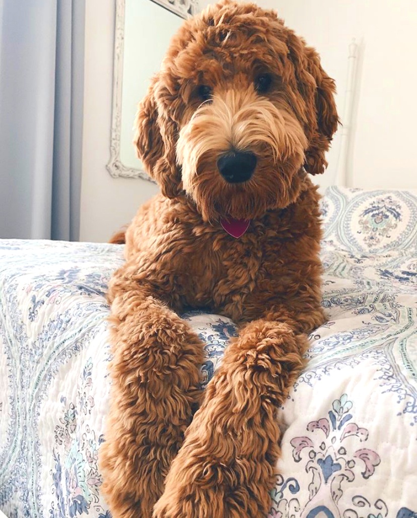 Golden colored wavy coat dog sitting on a flowery bedspread