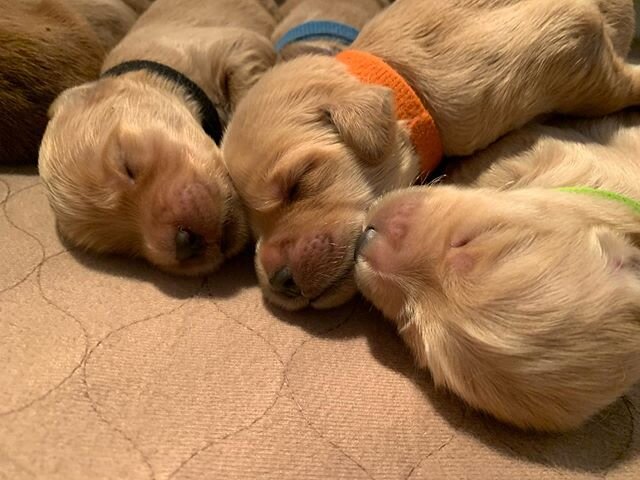 Little snaps of Lily and Tucker&rsquo;s F1 standard size goldendoodles. 1 week old. They are all doing super well and growing every day. #harmonydoodles #newpuppy #goldendoodles