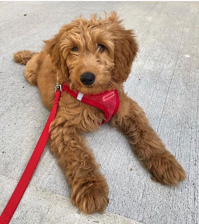 I think I like to be carried😂😂😂 Who needs to walk when you have a human. 🤭 when you&rsquo;re this cute you can get away with almost anything!! 😊 #harmonydoodles @apollo.mightydood