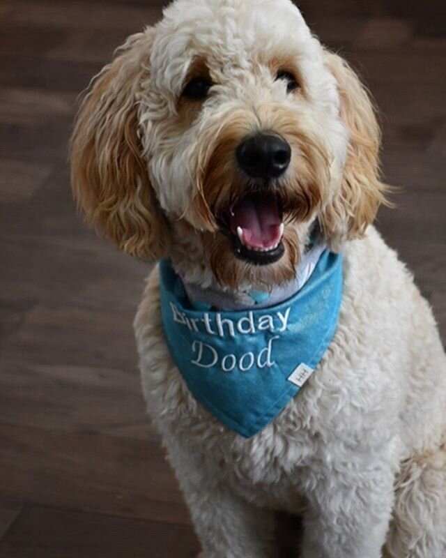 Happy 1st Birthday to Grace and Tuckers 2019 litter! Charlie (red) is such a sweet boy with a huge personality. Everyone loves him. We can&rsquo;t wait for a sibling. Here are a few pictures😊 #harmonydoodles #goldendoodle