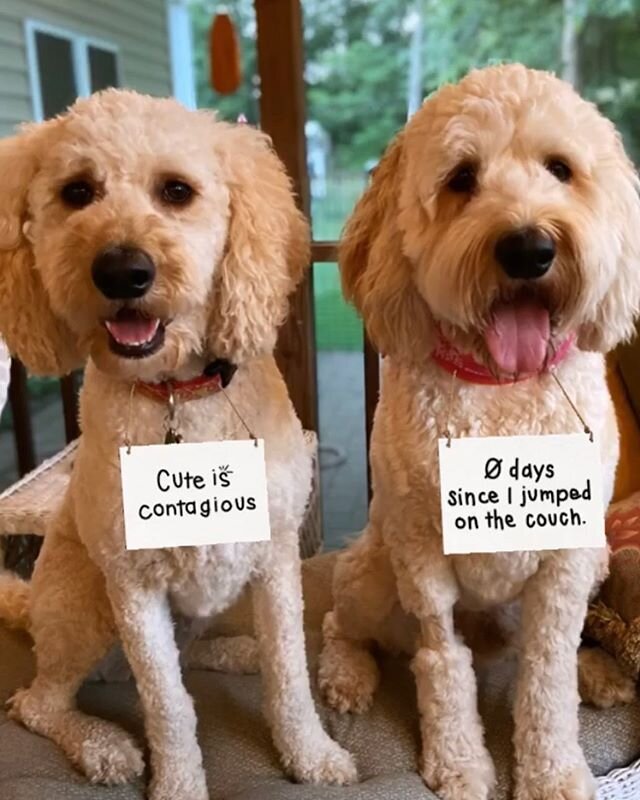 These doods are so much fun!! #harmonydoodles #goldendoodle @popgoesthedoodles