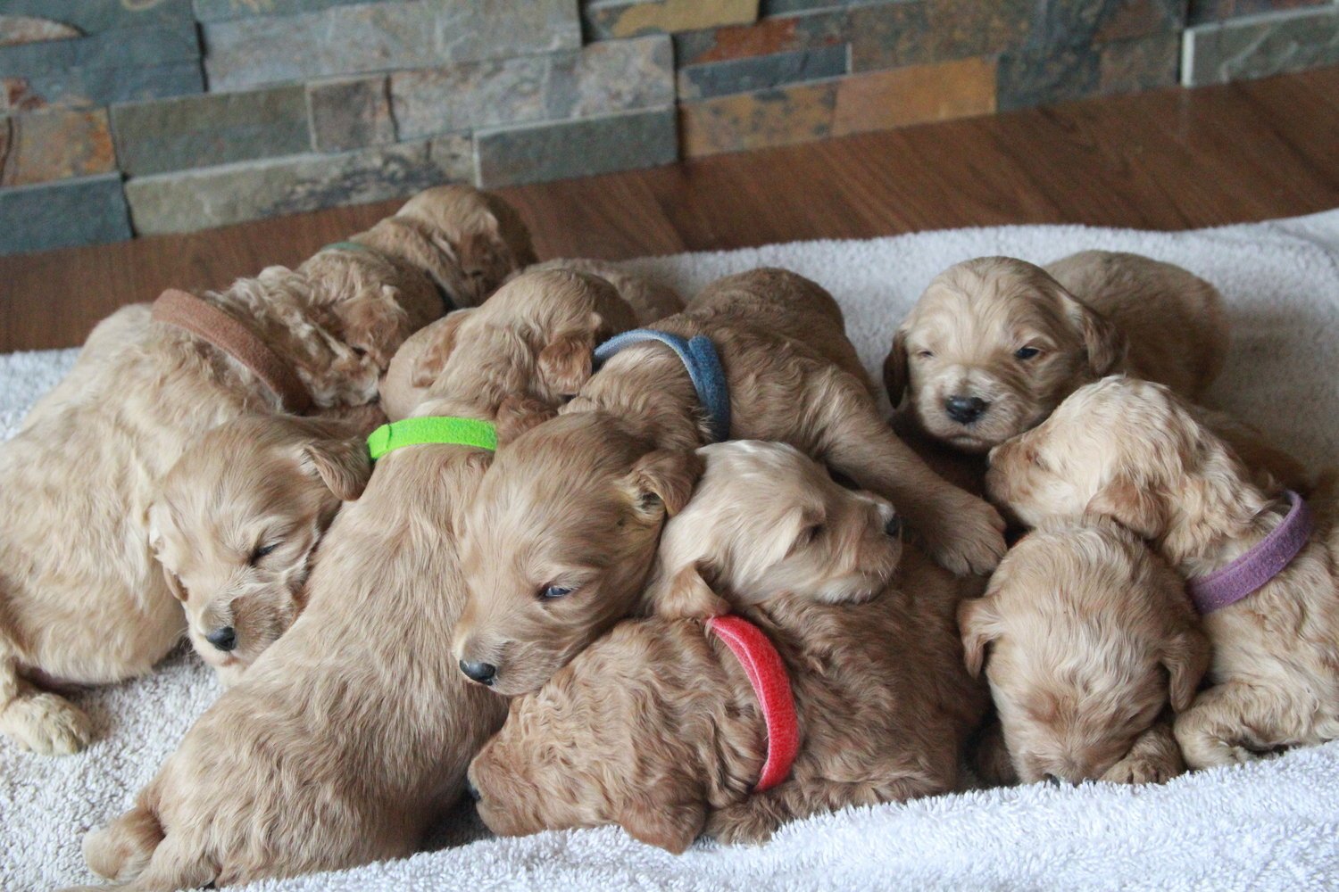 Puppy Deposit Pic.jpg