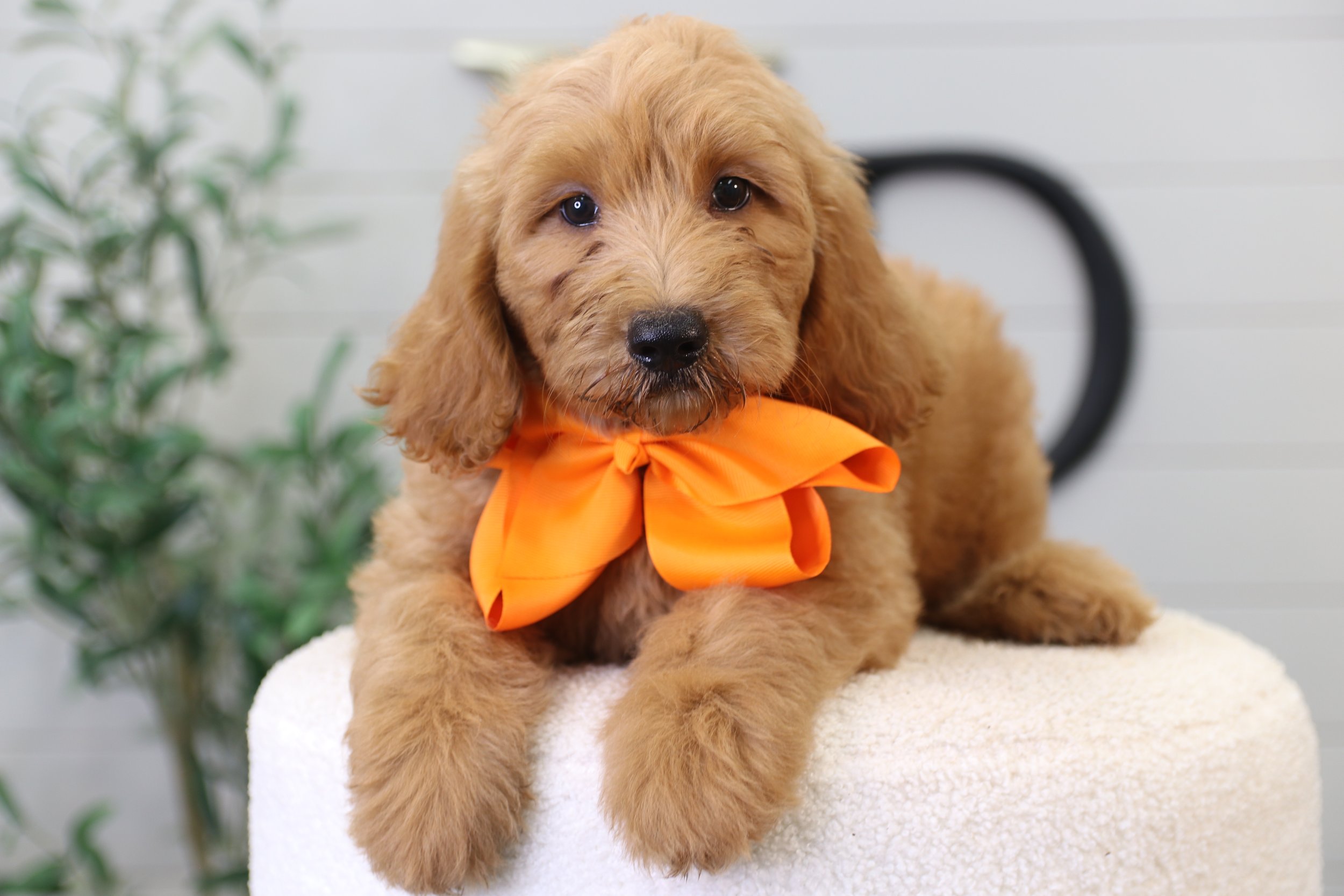 Cute wavy golden coat puppy posing for a photo with an orange bowtie.