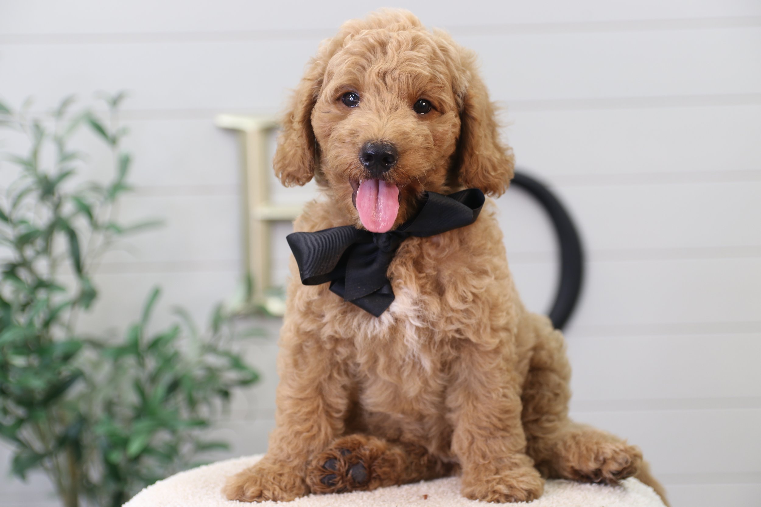 Cute wavy coat puppy posing for a picture with a black bowtie on and tongue sticking out.