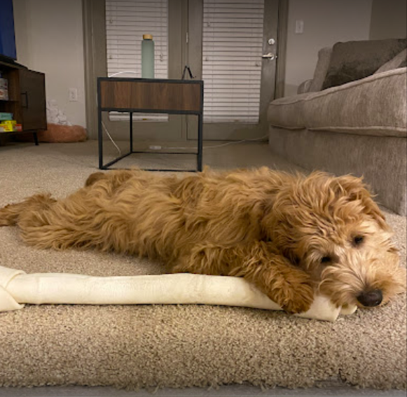 Medium sized wavy coat dog chewing on a rawhide bone.