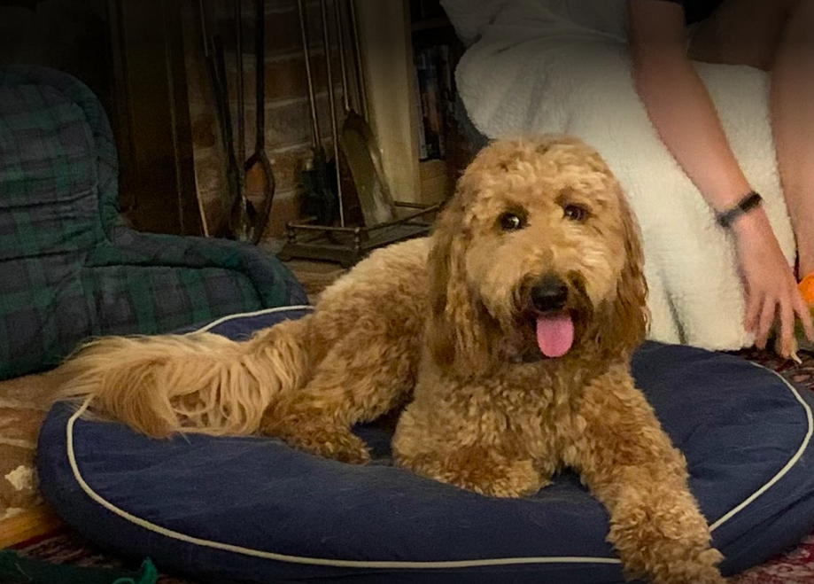 Smiling medium size wavy coat dog laying down on his dog bed.