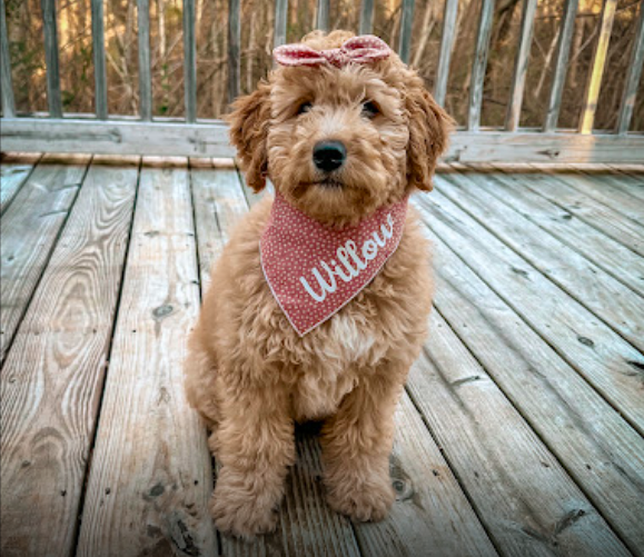 Cute puppy named Willow wearing a pink polka dot bandana and bow while sitting on a wooden deck.