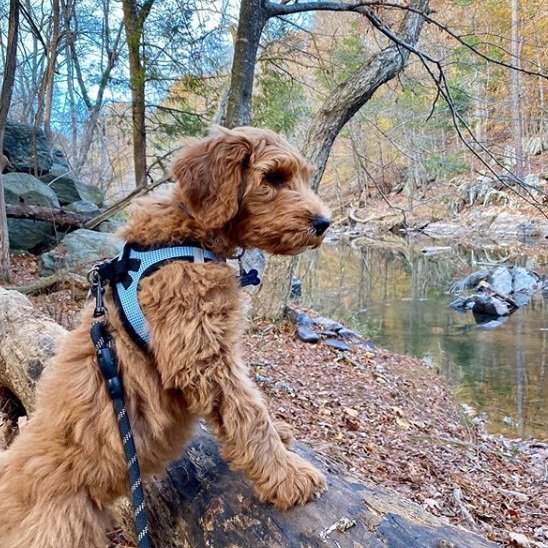 Cute wavy coat puppy walking on a nature trail by a creek.