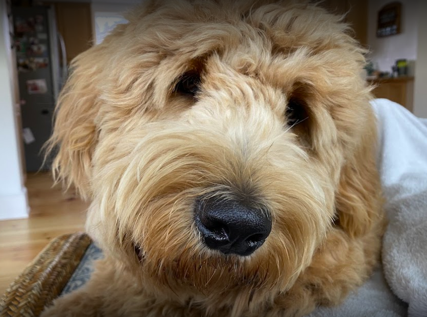 Light yellow wavy coat dog posing for a photo.