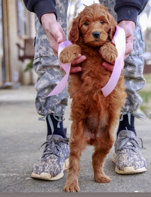 Cherry&rsquo;s puppies are getting so big and playful!! They loved their puppy adventure time today. Socializing puppies is our favorite thing to do. Exposing them to new environments and letting them explore, creates happy healthy inquisitive young 